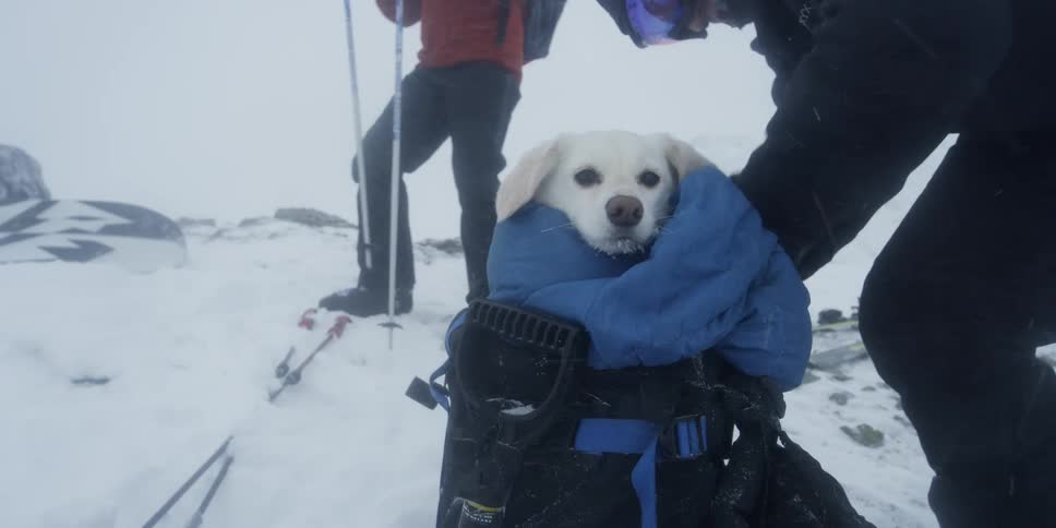 A person wraps up and bundles a dog in a pack on snowy day