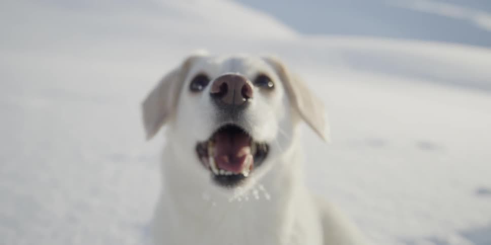 A dog is lying in the snow looking up on a sunny day