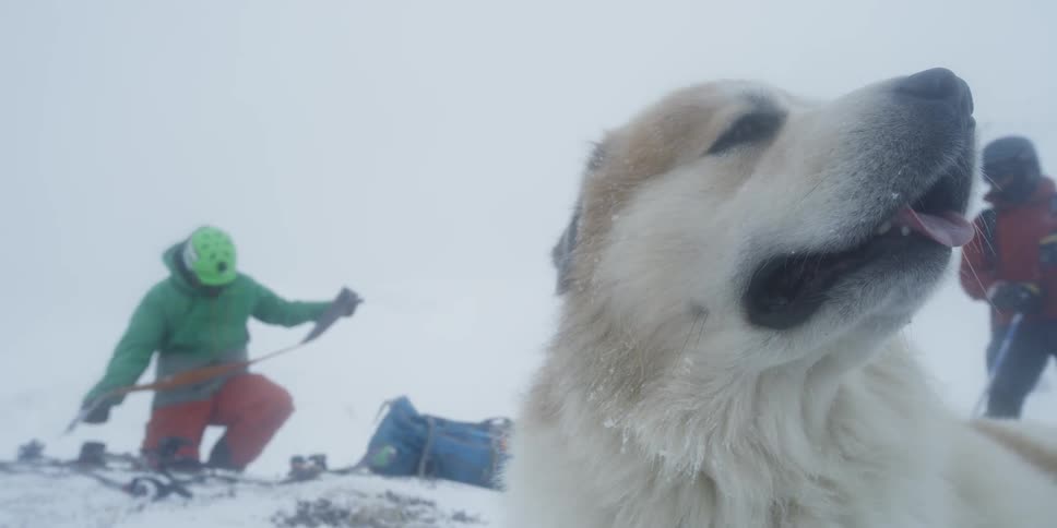Men prepare to ski in snowy mountains with a dog