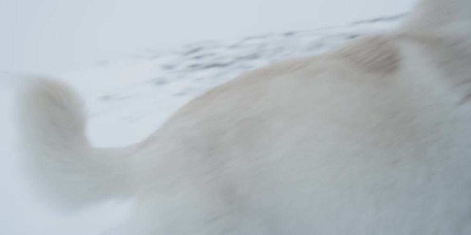A dog stands in snowy mountains