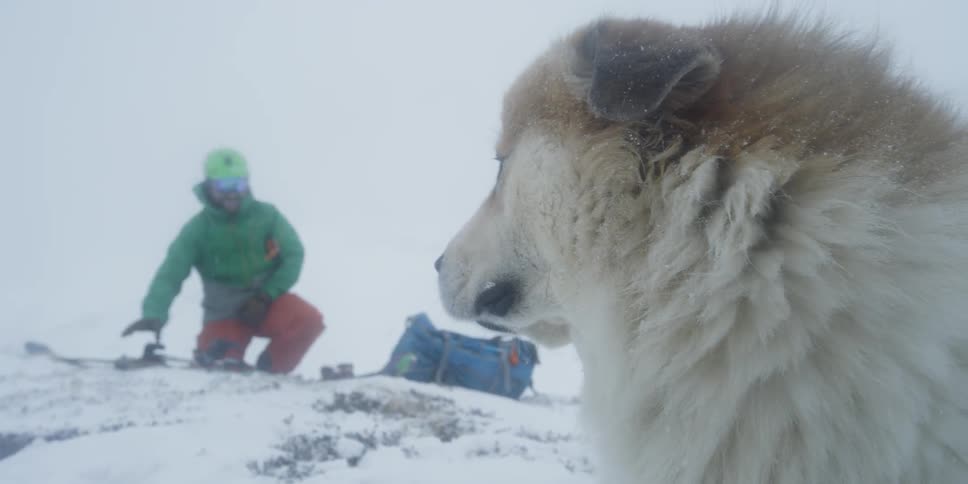 A dog is looking back at a skier packing their gear as he lies in the snow on a winter's day