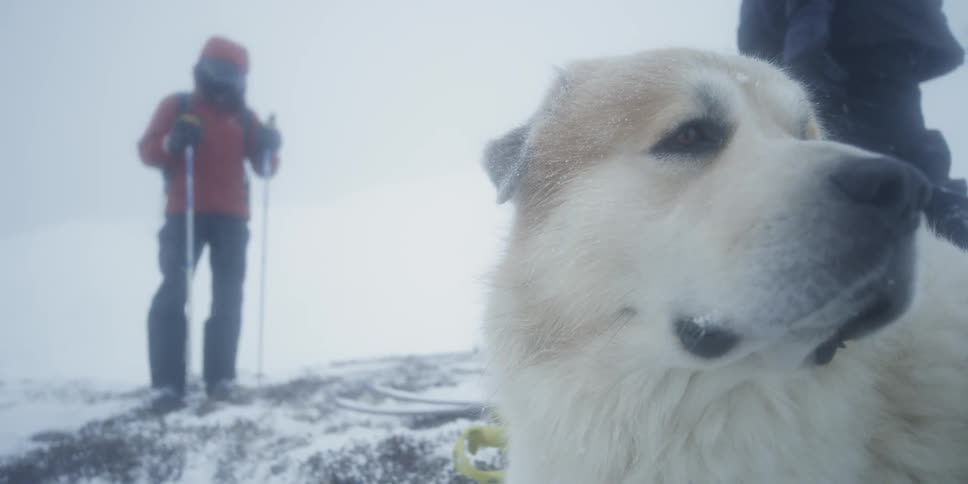 A white dog looks around outside in the snow