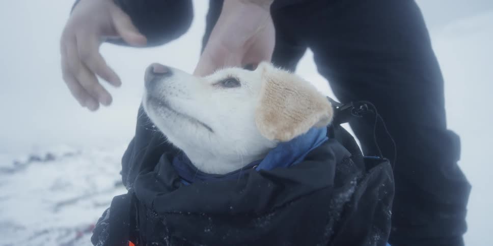 A person pets a dog that is bundled in a backpack on a winter day