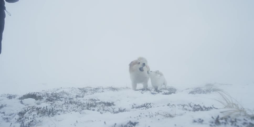 A dog and puppy play in the snow