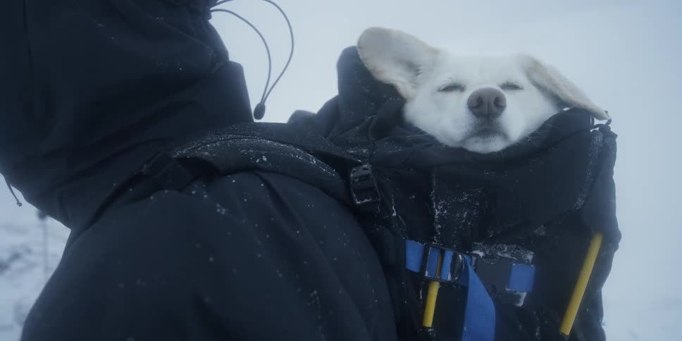 A person carries a dog in a backpack on a snowy day