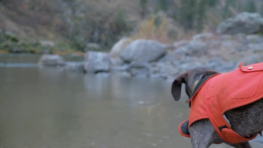 A dog wearing a vest stands by the water
