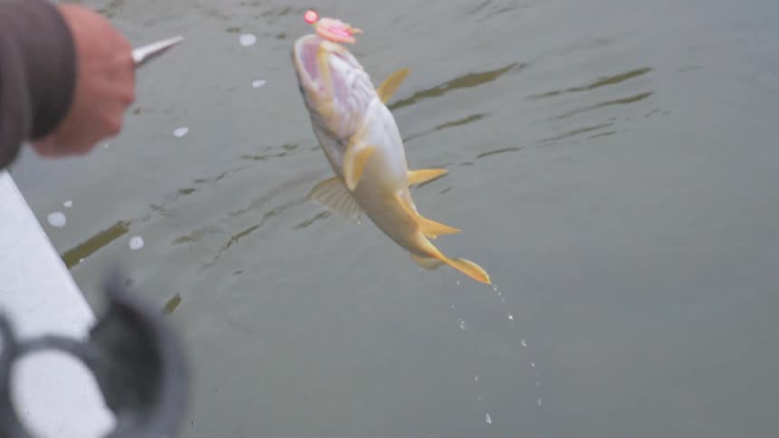 A person picks a fish up on the side of the boat