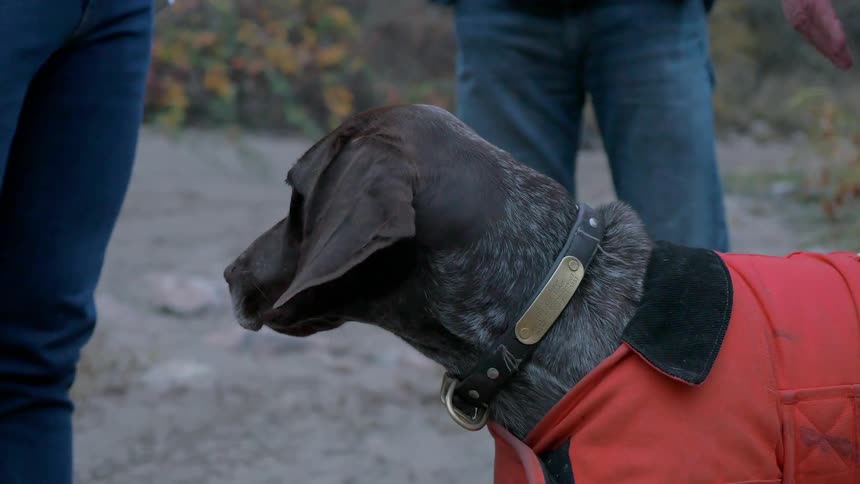 A person pets their dog outside