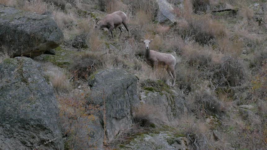 Mountain goats graze on a rocky slope
