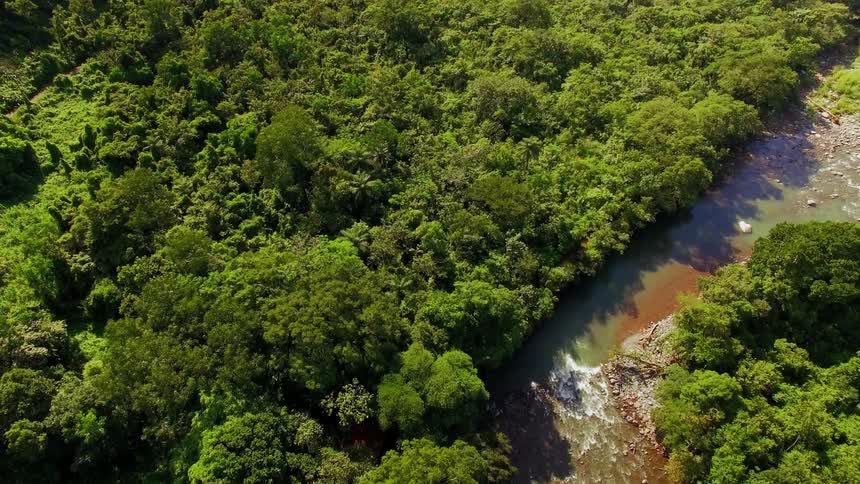 A river is flowing through Panamanian jungle during the day