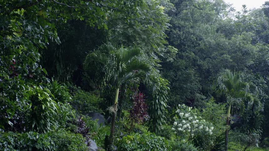 Rain water slides off lush plants and trees in the jungle