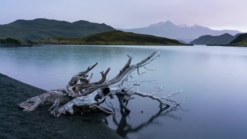 A branch is sitting in the water by the shore
