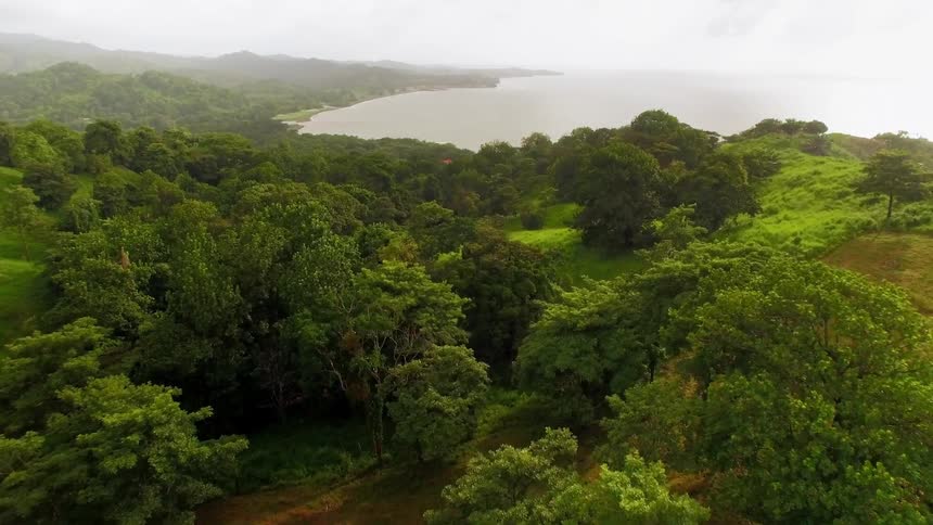 Trees in the rainforest surround the wild ocean shore