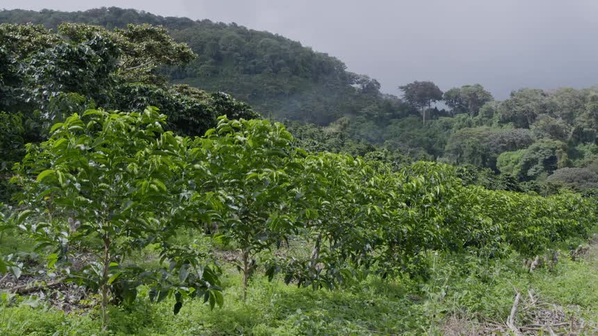 A green plantation fits seamlessly into the rainforest around