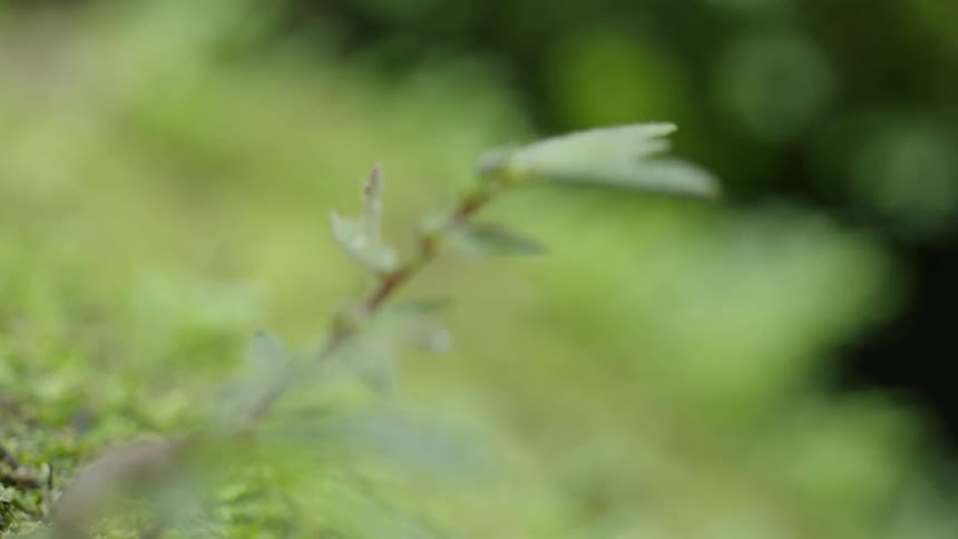 Small green plants grow along a rock slope