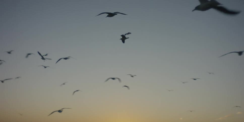 Birds fly and glide in the sky at dusk