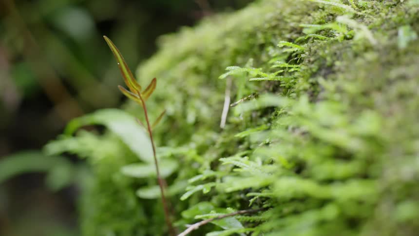 Moss is growing on trees stumps in a rainforest during the day