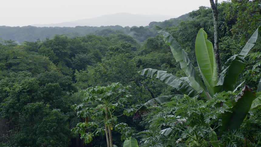Panorama of a lush rainforest