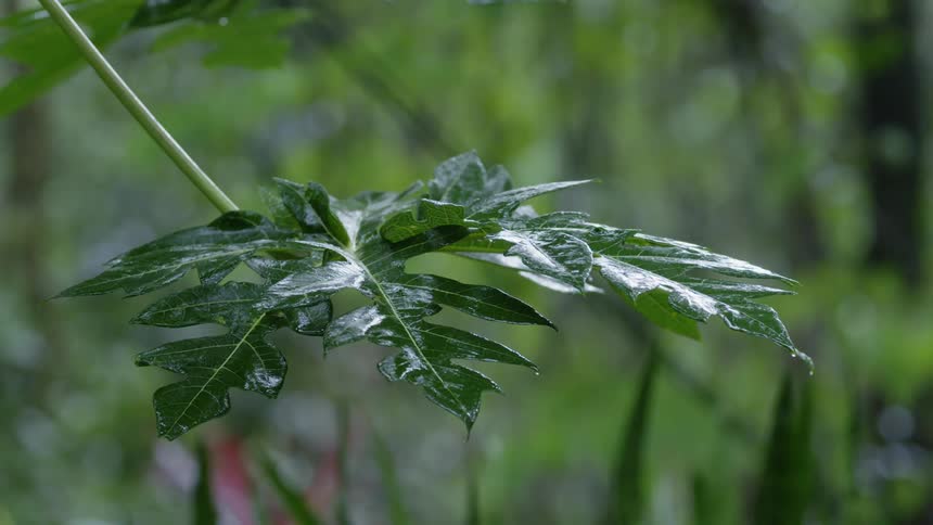 Water splashes off the leaf on a tree
