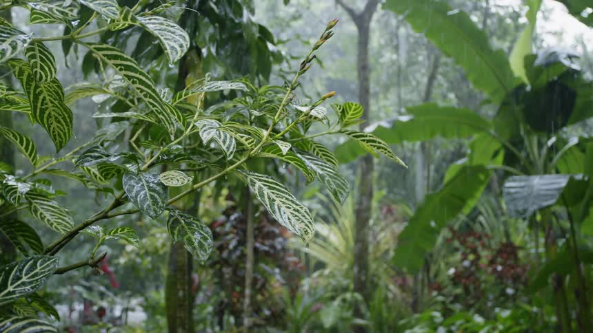 Rain is falling on palms and plants in a jungle during the day