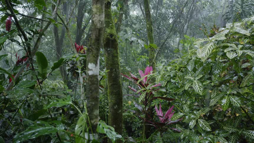 Rain is falling on palms and flowers in a remote jungle during the day