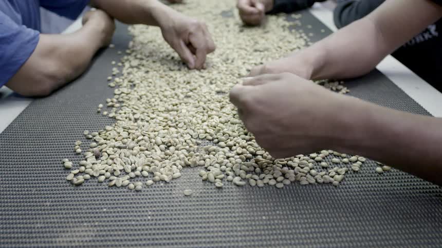 People's hands are sorting seeds on a work table