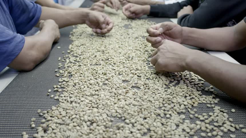Workers manually selecting raw coffee beans on a plantation
