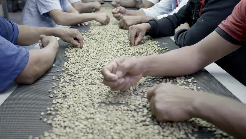 Workers' hands manually pick out coffee seeds on a work table