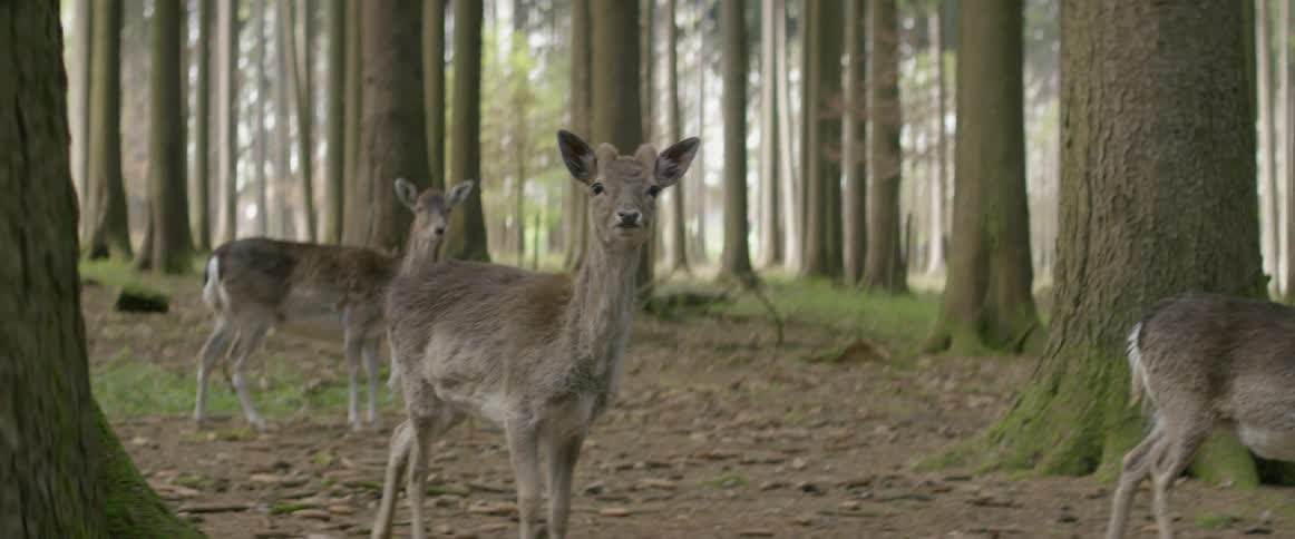 Deer walk in the woods