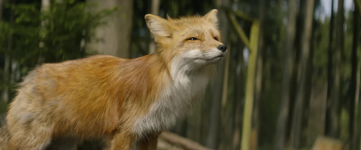 A fox looks around outside in the forest