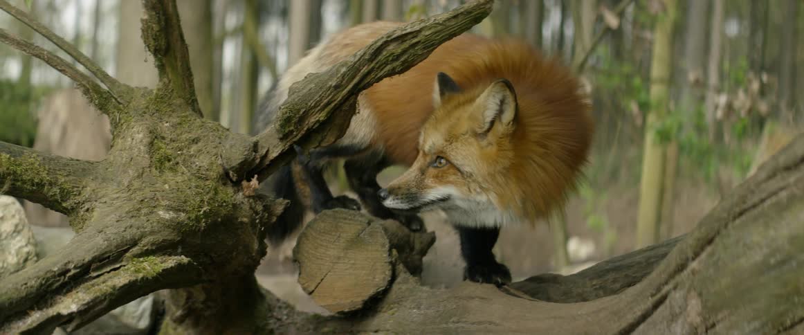 A fox jumps off of a log