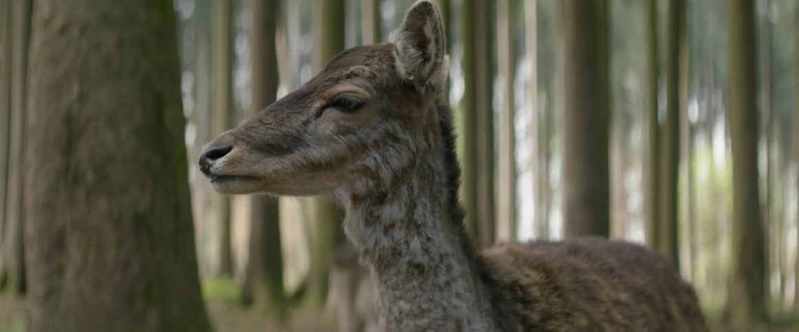 Deer walks around in the forest