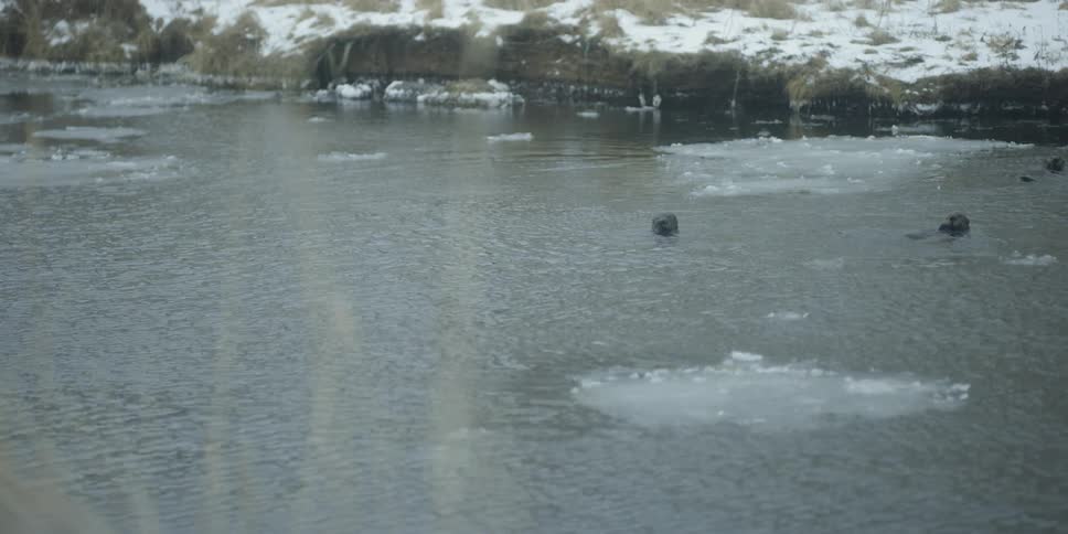 Otters swim in an icy river