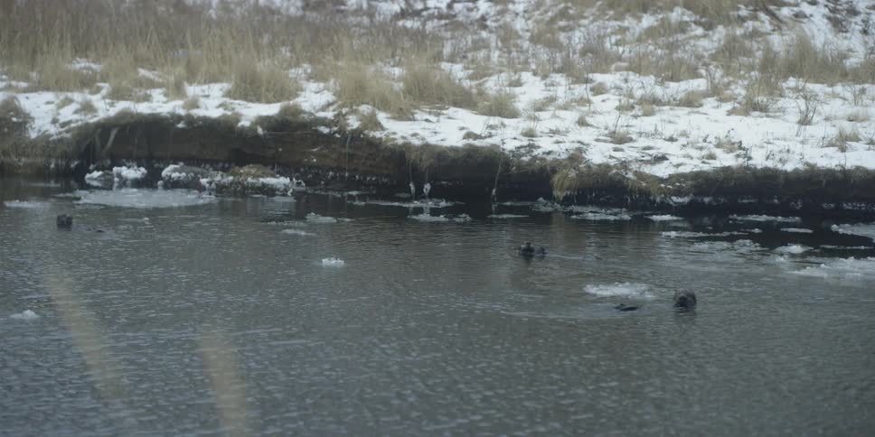 Otters swim and float in the water near the shore