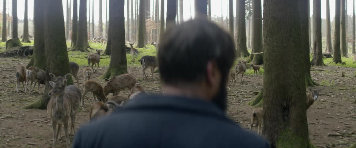 Man stands in the forest near a large group of dee