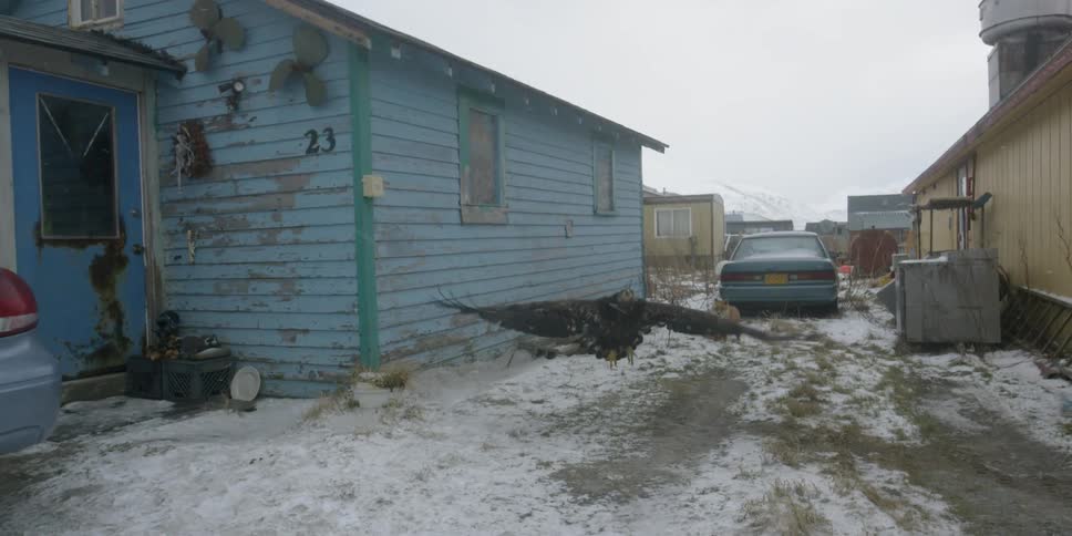 An eagle flies near a rural house