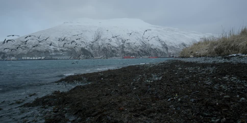 Birds fly by the rocky shore