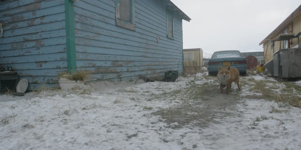A fox stands near a rural house while it snows