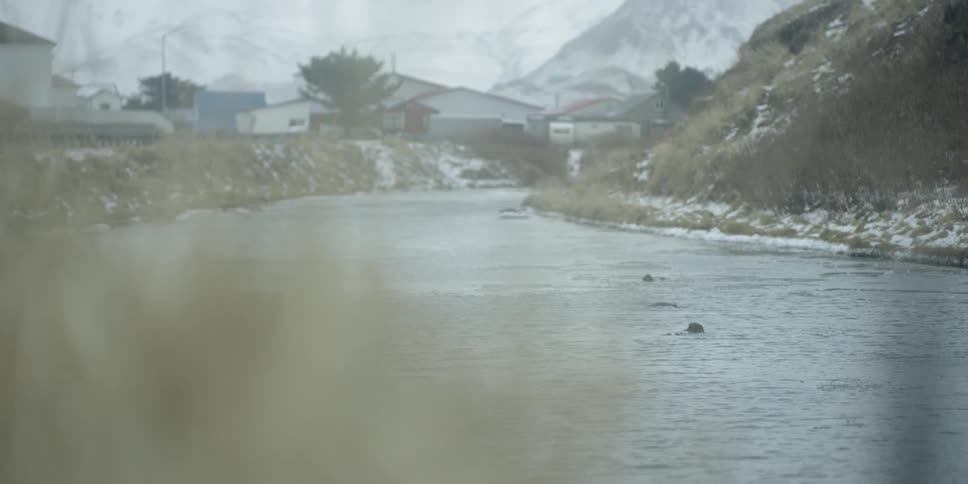 Wintry river full of otters