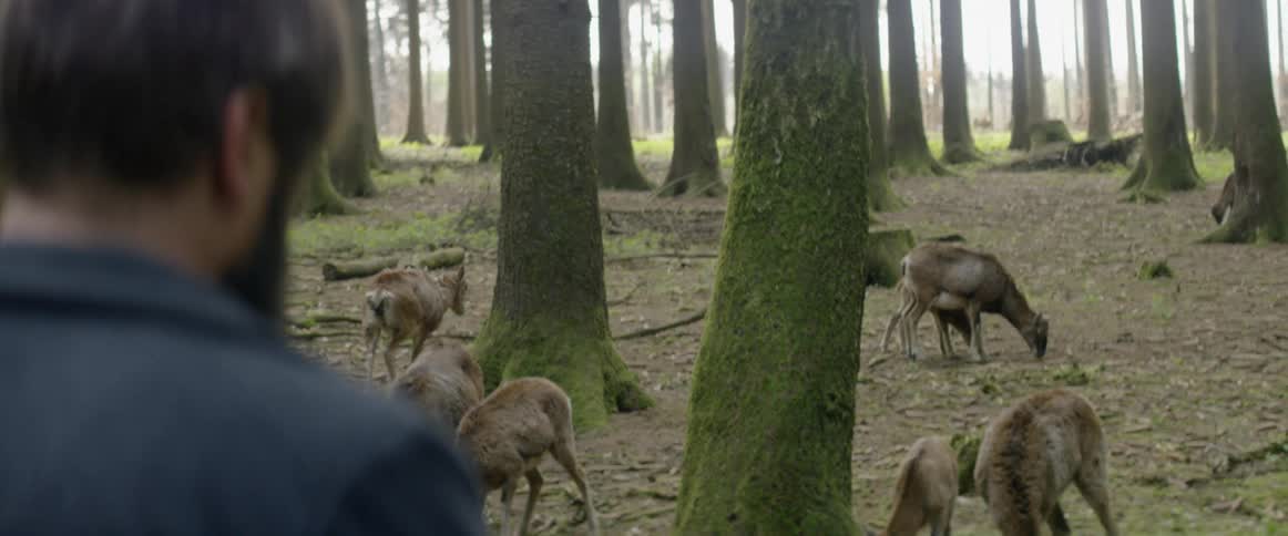 A man watches a herd of deer grazing in the woods