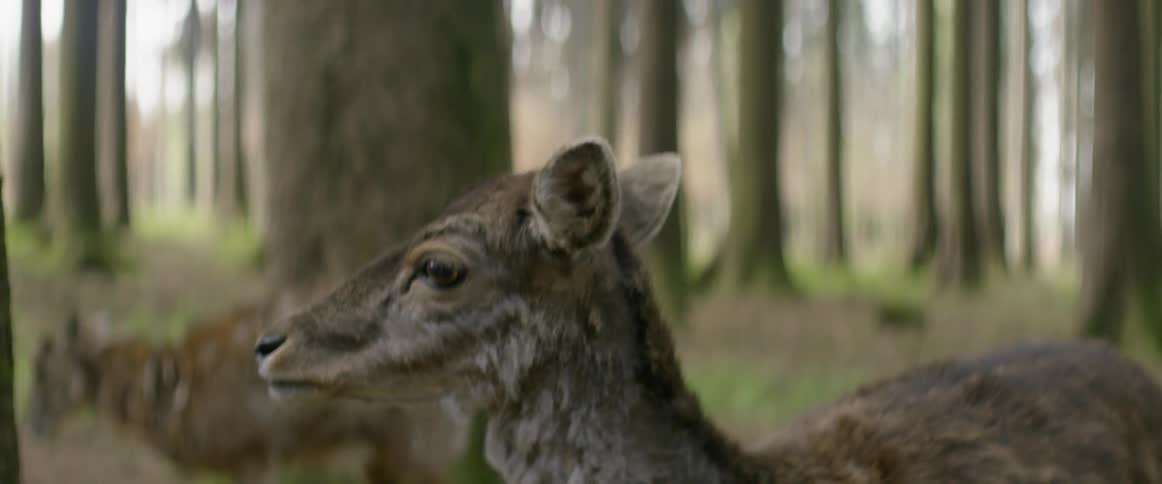 A deer in the forest looks around then turns back