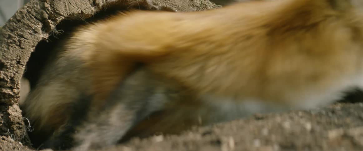 A fox runs out of a hollowed tree kicking up dirt