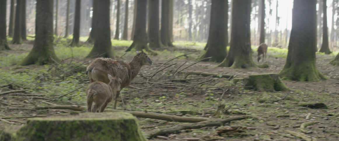 Deer run through the forest on a sunny day