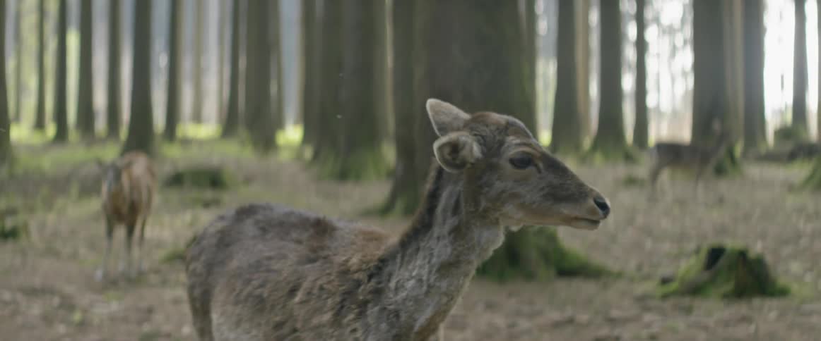 Deer standing in the woods
