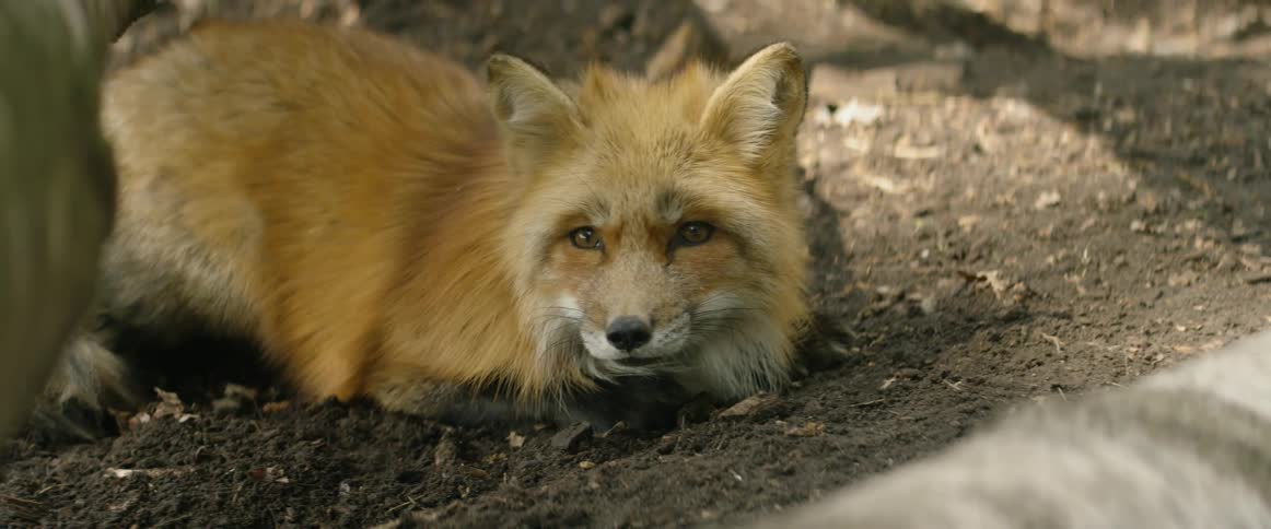 A fox lays in the dirt