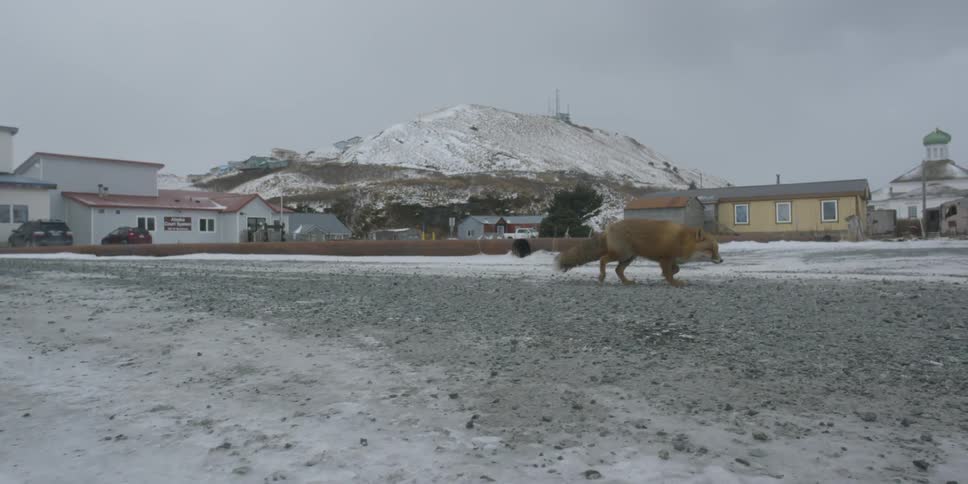 A fox walks in a snowy town