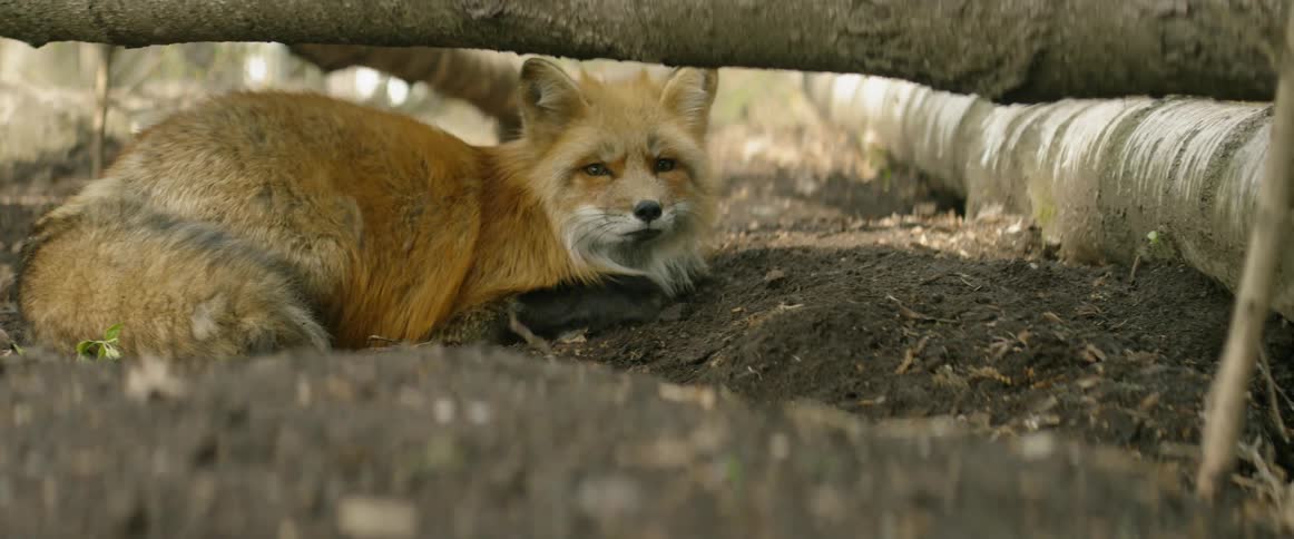 A fox lays in dirt next to a fallen tree