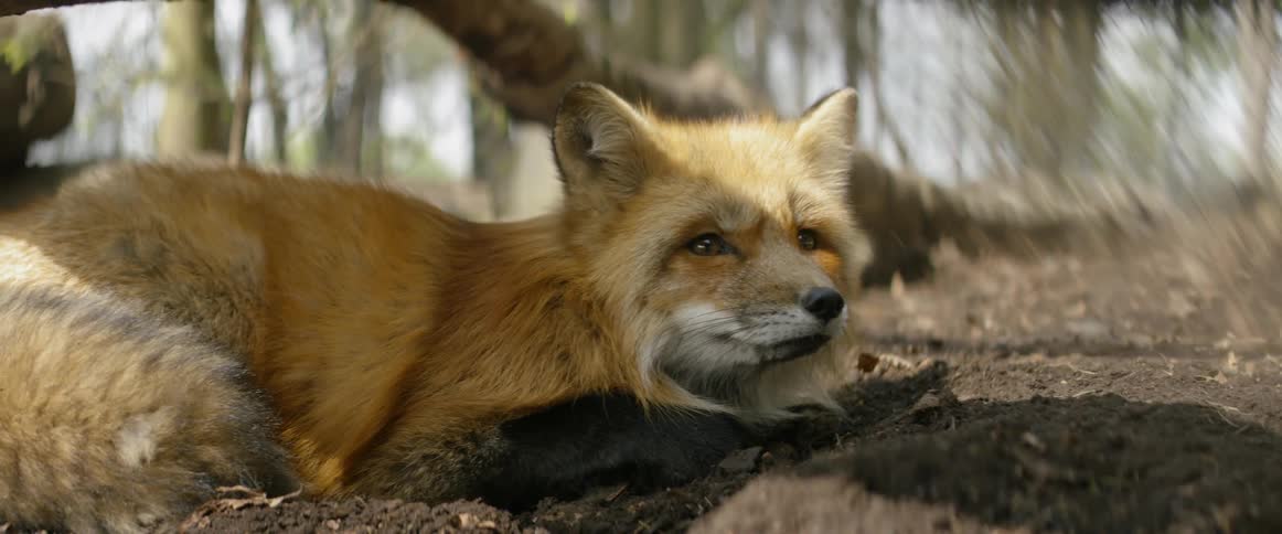 A fox lies on the ground in a forest