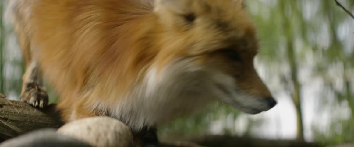 A fox gets spooked and runs away