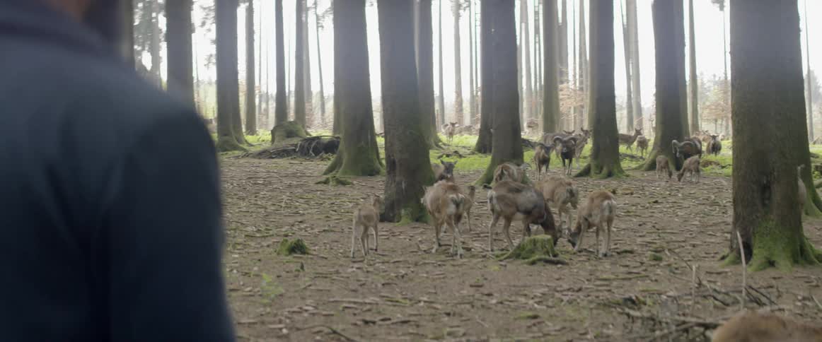 Man looks out at a large ground of deer walking in the woods